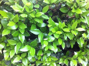 Ligustrum japonicum 'Texanum' - foliage